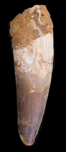 Spinosaurus Tooth - Nice Enamel Preservation #40338